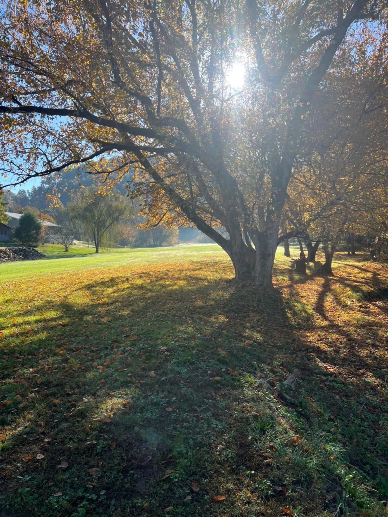 Firefly Fields 2-Acres With Guest House, Game Room, Mountain & River Views Sevierville Buitenkant foto