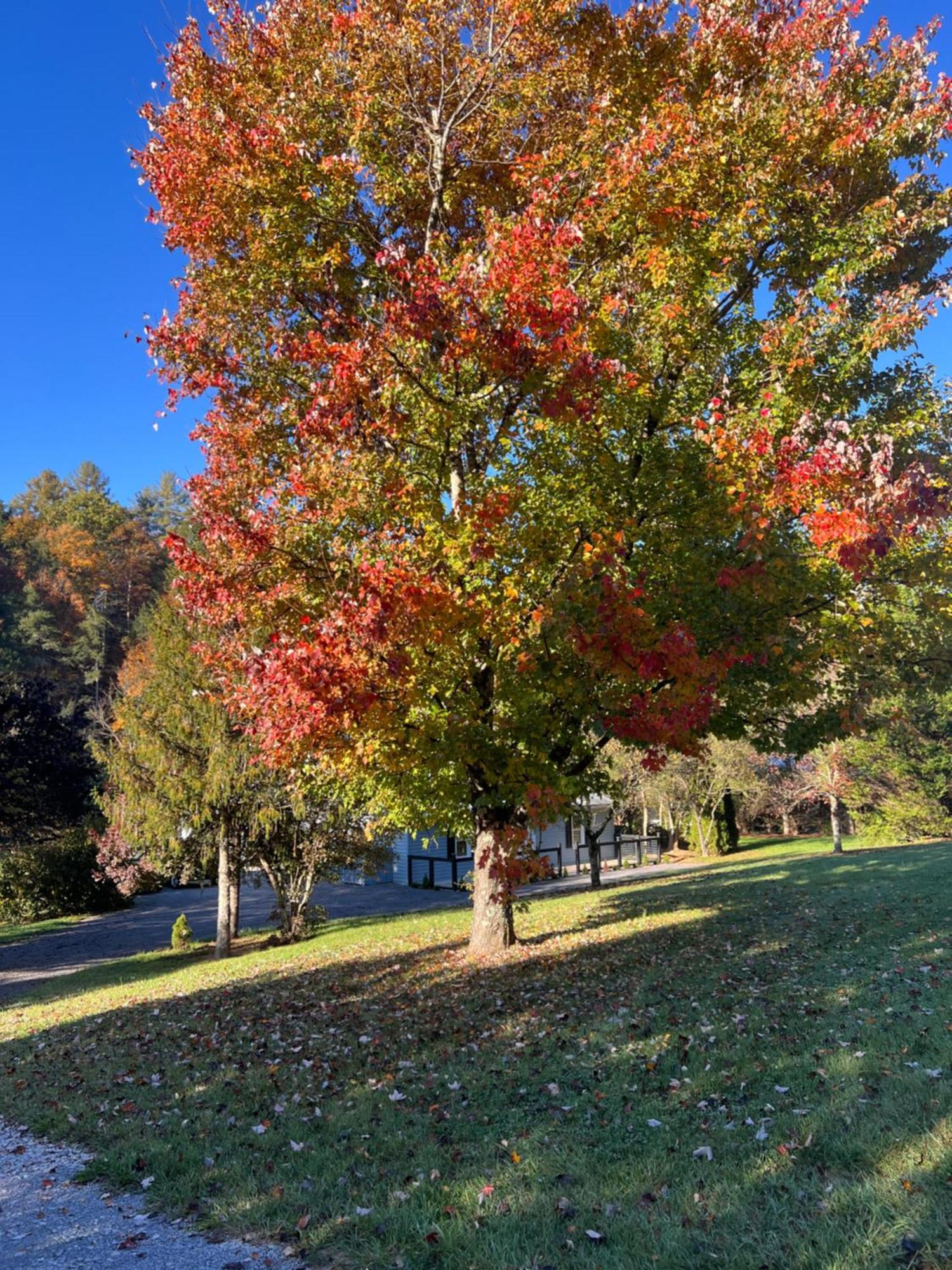 Firefly Fields 2-Acres With Guest House, Game Room, Mountain & River Views Sevierville Buitenkant foto